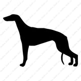 Greyhound Dog Breed